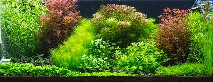 main_pic