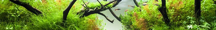 main_pic